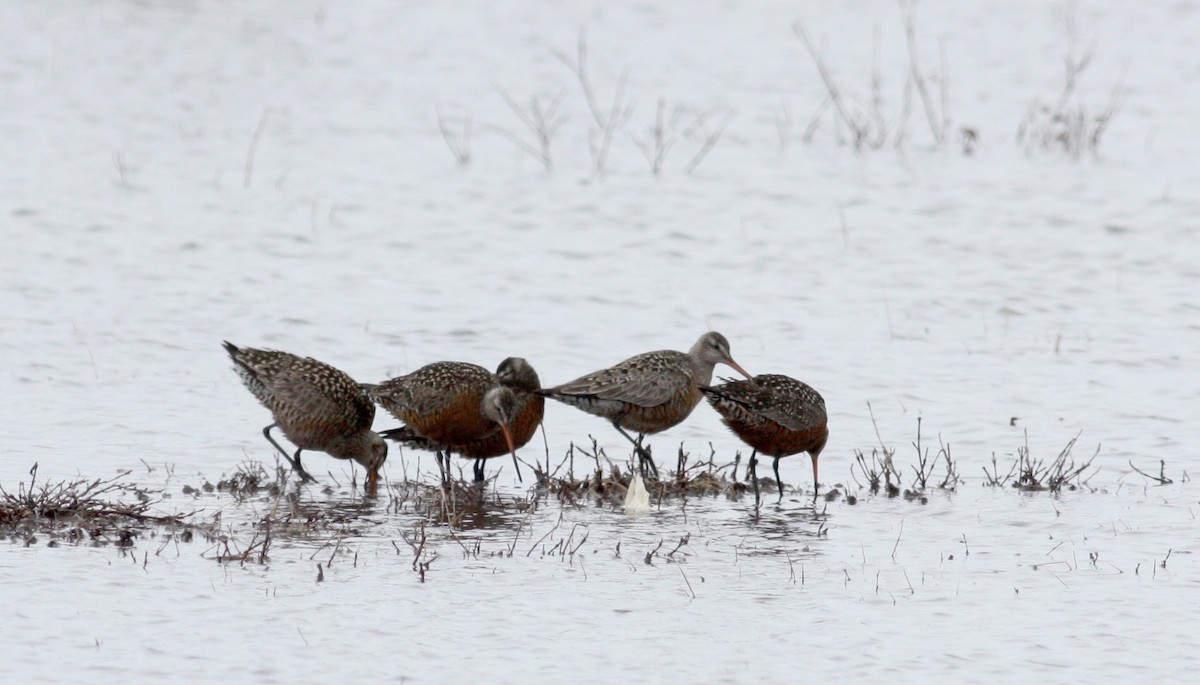 Hudsonian Godwit - ML53221271