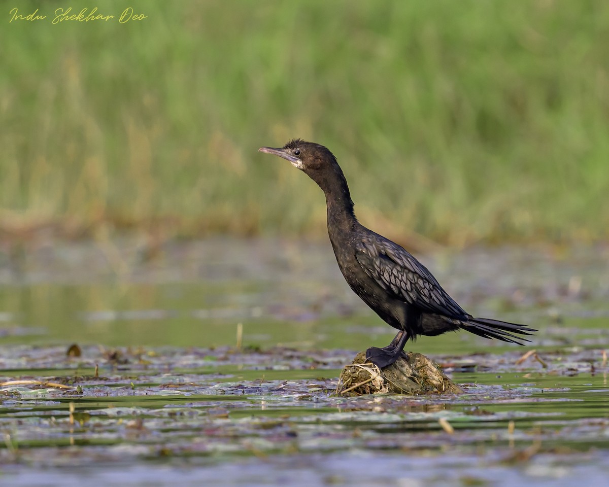 Little Cormorant - Indu Shekhar Deo