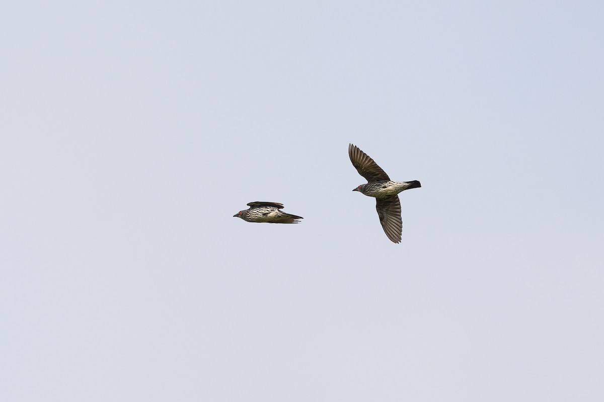 Asian Glossy Starling - ML532213141