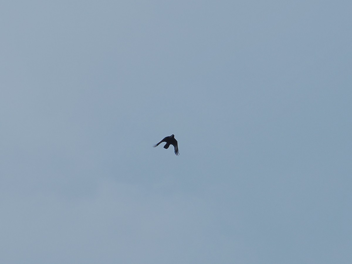 Large-billed Crow (Large-billed) - ML532214081