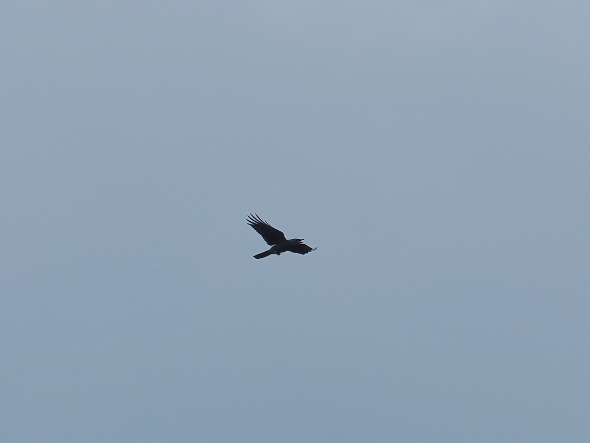 Large-billed Crow (Large-billed) - ML532214091