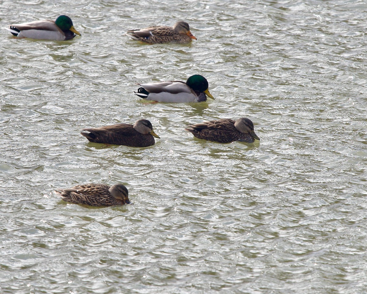 Canard noir - ML532214231