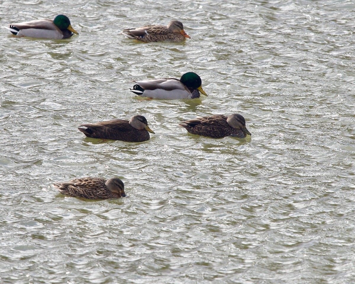 American Black Duck - ML532214231