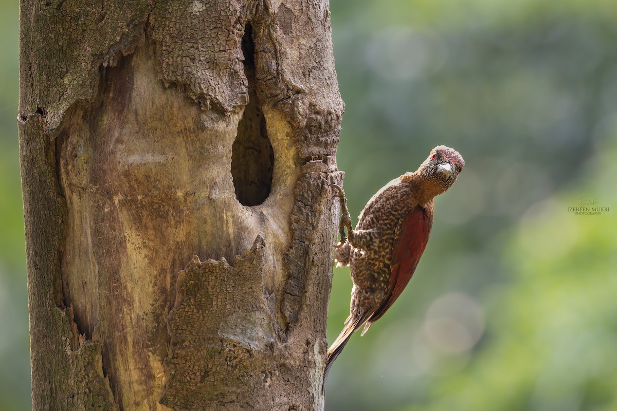 Banded Woodpecker - ML532214301