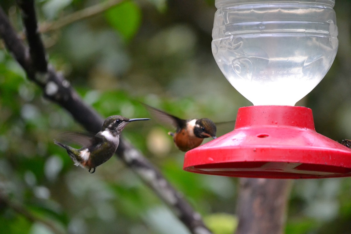 Colibrí de Mitchell - ML53221481