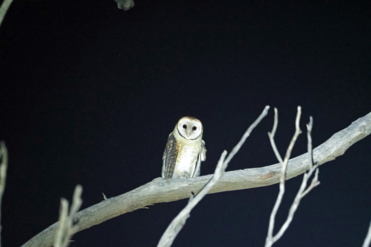 Australian Masked-Owl - ML532215301