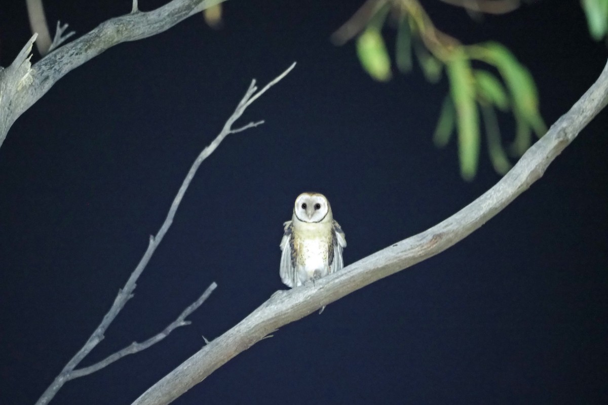 Australian Masked-Owl - ML532215311