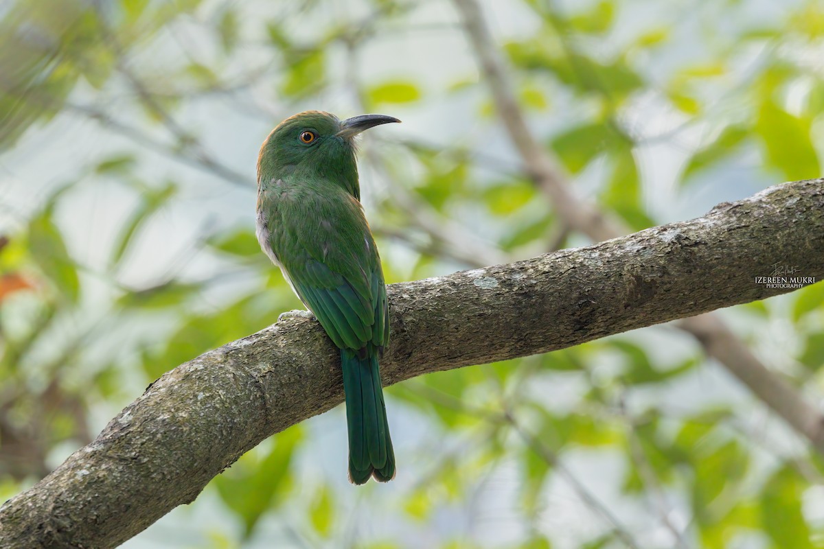 Red-bearded Bee-eater - ML532215681