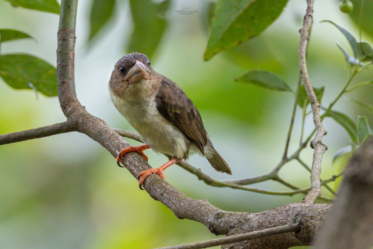 Sooty Barbet - ML532215711
