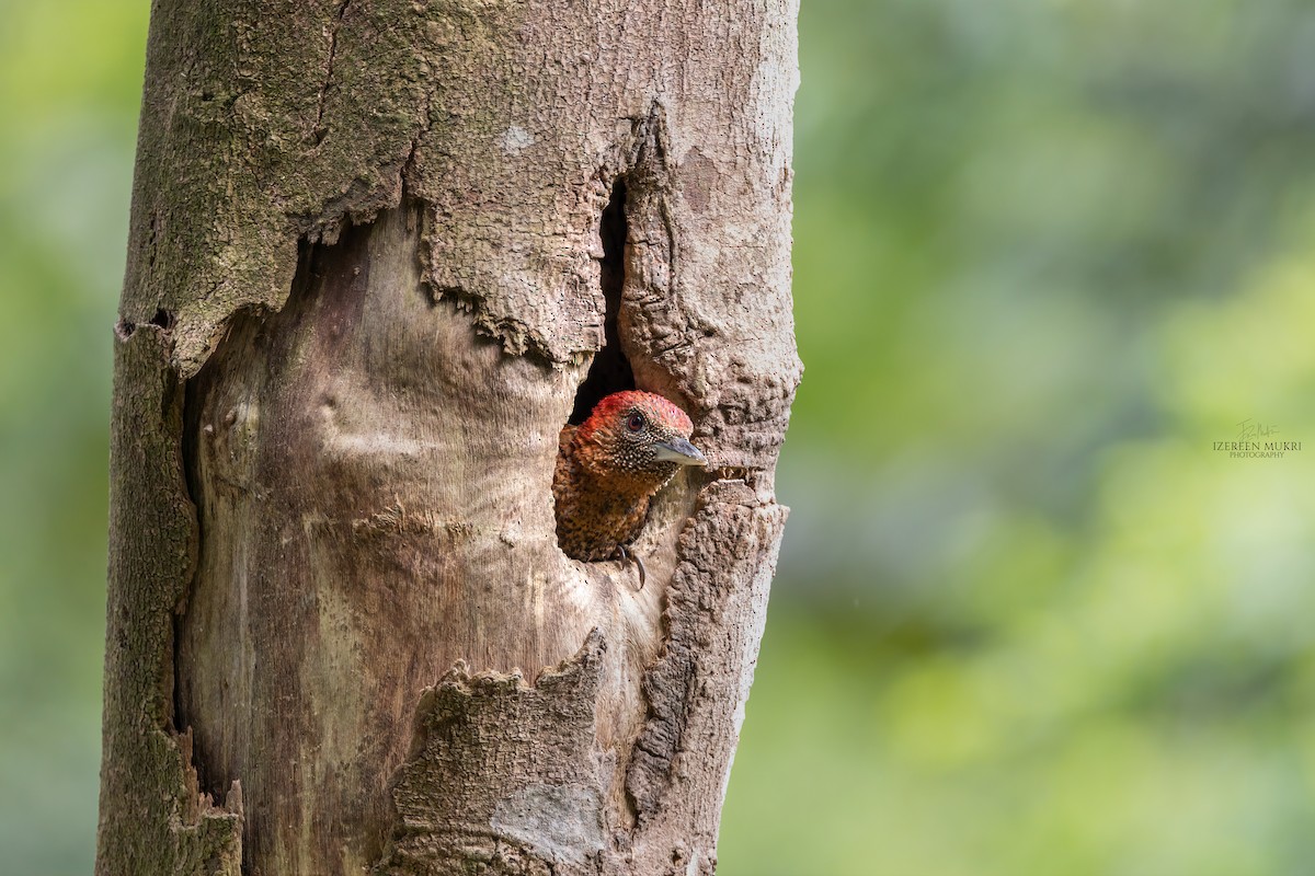 Banded Woodpecker - ML532215751