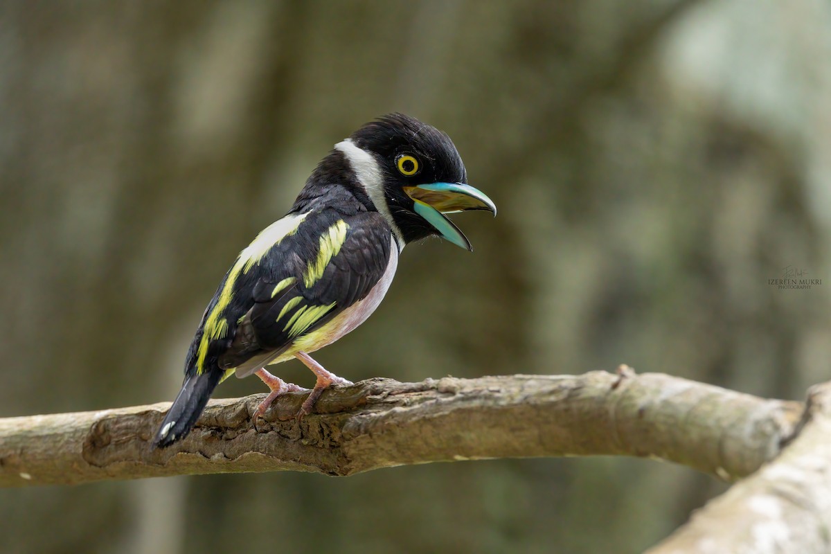Black-and-yellow Broadbill - ML532215791