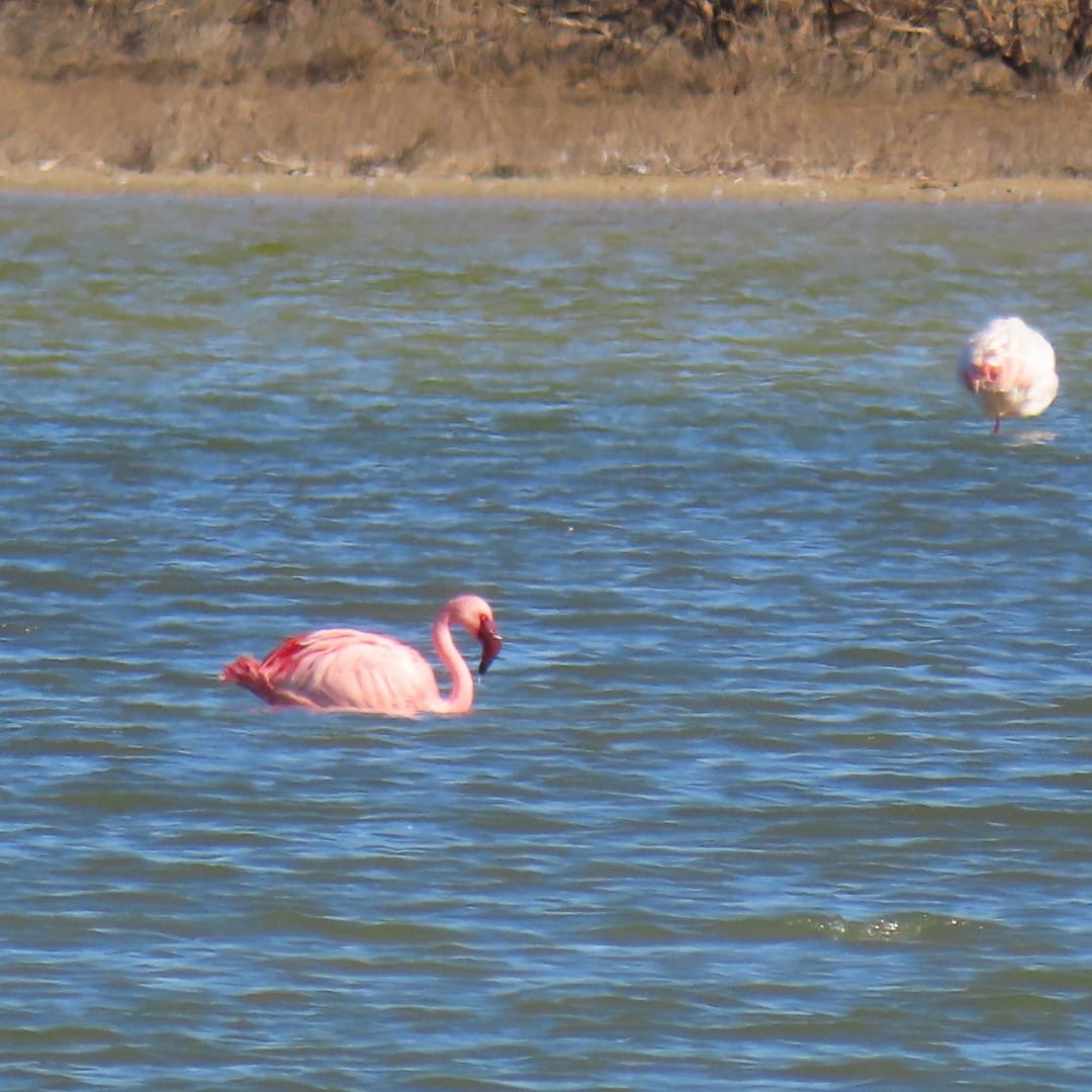 Lesser Flamingo - ML532216041