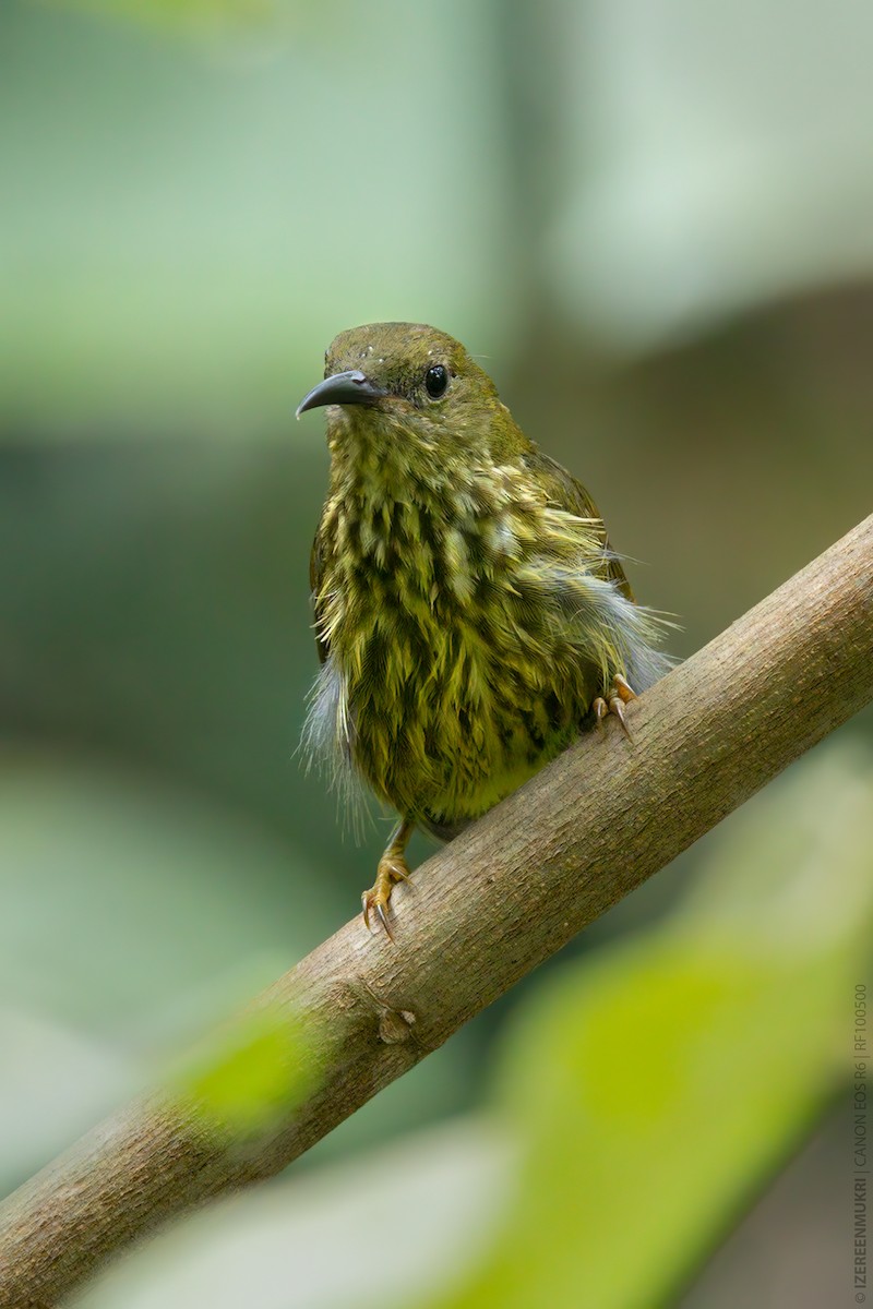 Purple-naped Spiderhunter - ML532216181