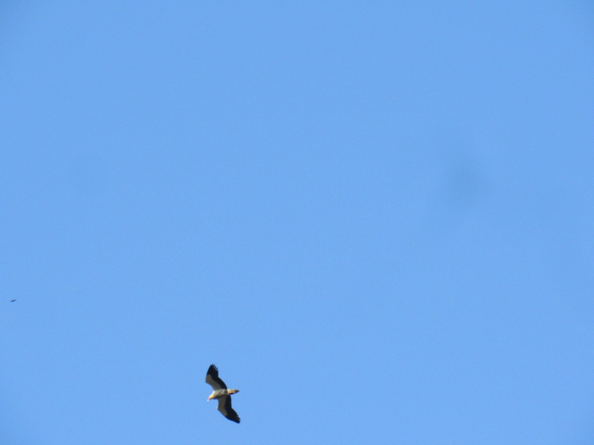 Egyptian Vulture - Kalaimani Ayuthavel