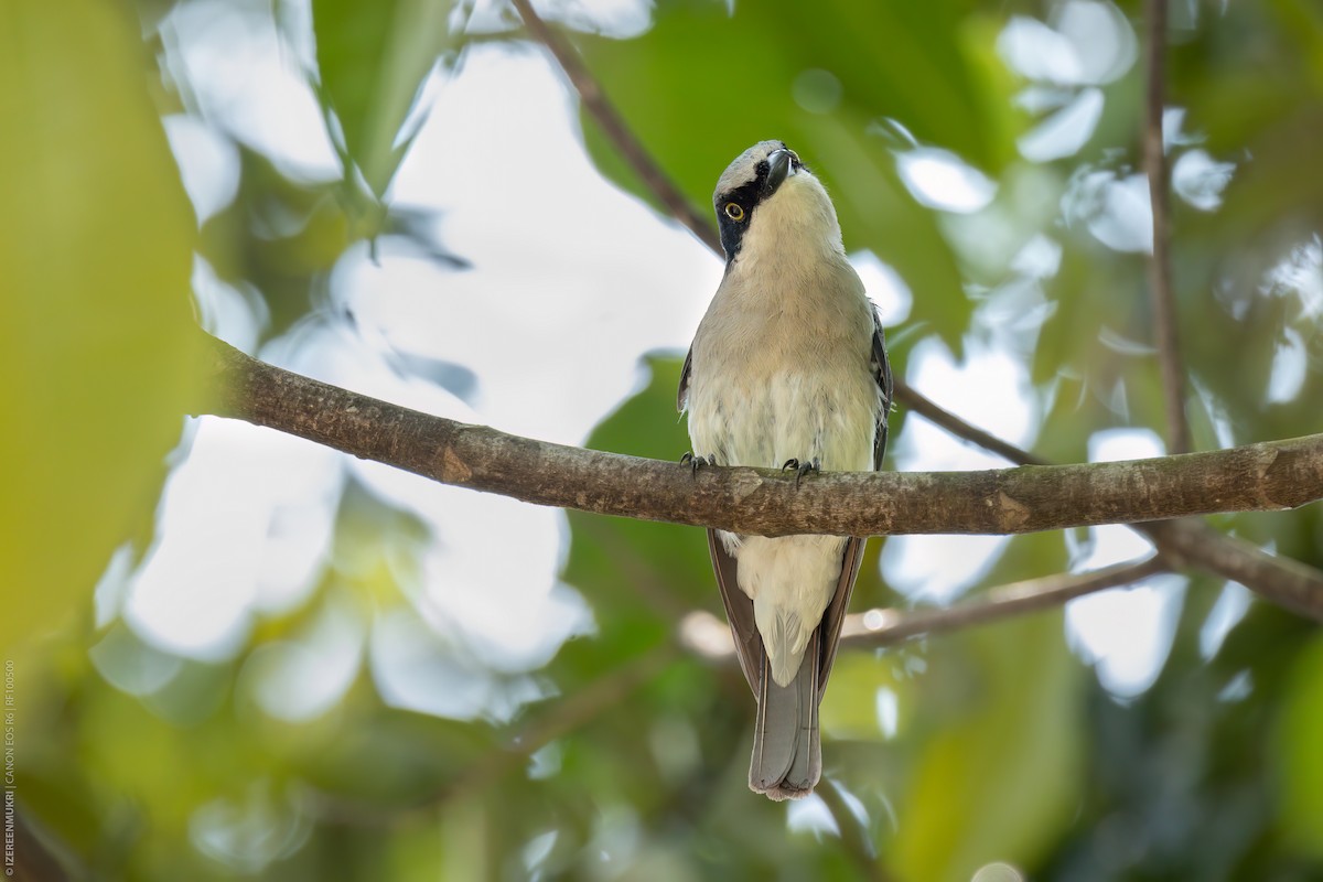 Large Woodshrike - ML532216321