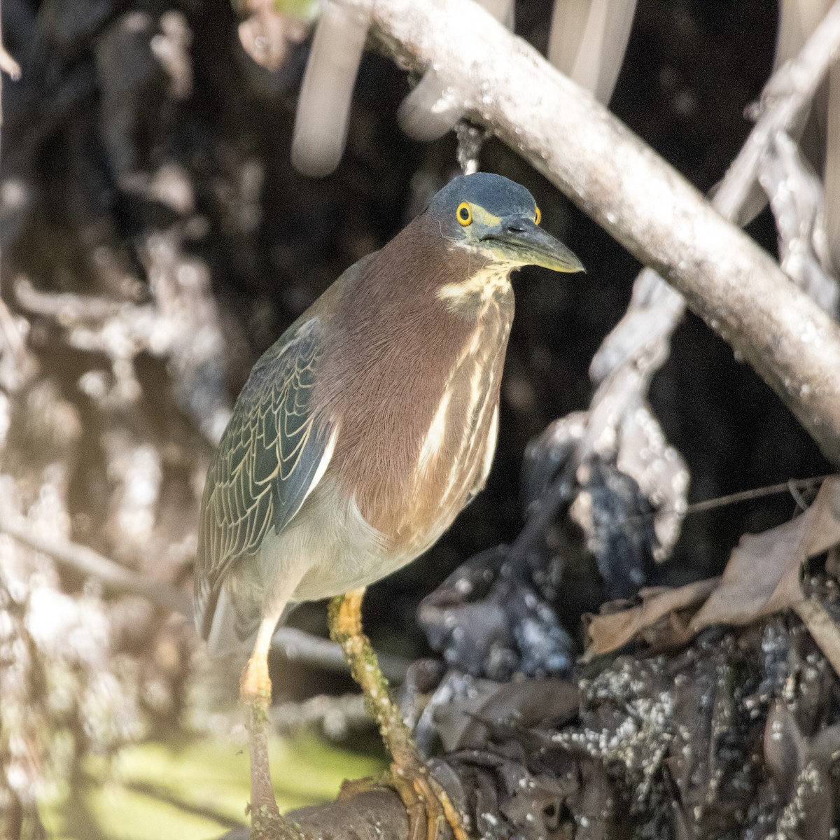 Green Heron - ML532216471