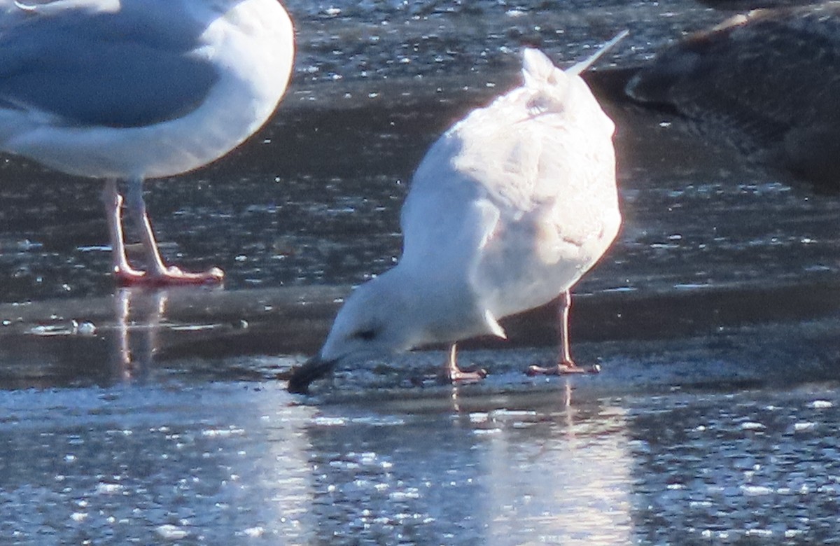 Gaviota Groenlandesa - ML532216521