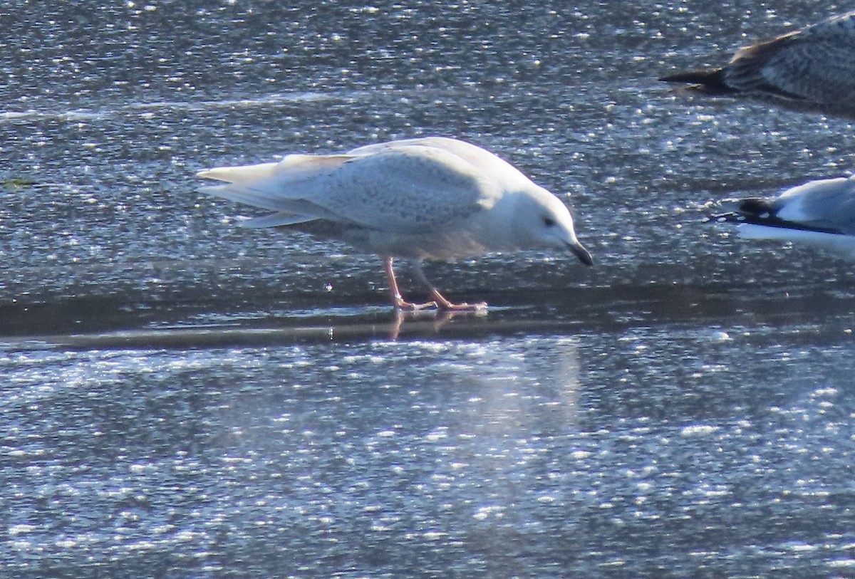 Gaviota Groenlandesa - ML532216591