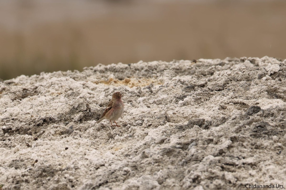 Mongolian Finch - ML532216691