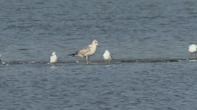 Goéland cendré (kamtschatschensis) - ML532217801