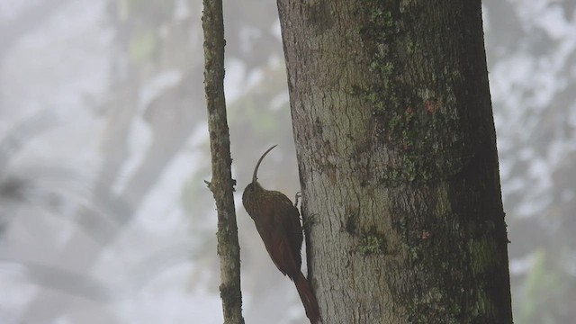 Brown-billed Scythebill - ML532217851