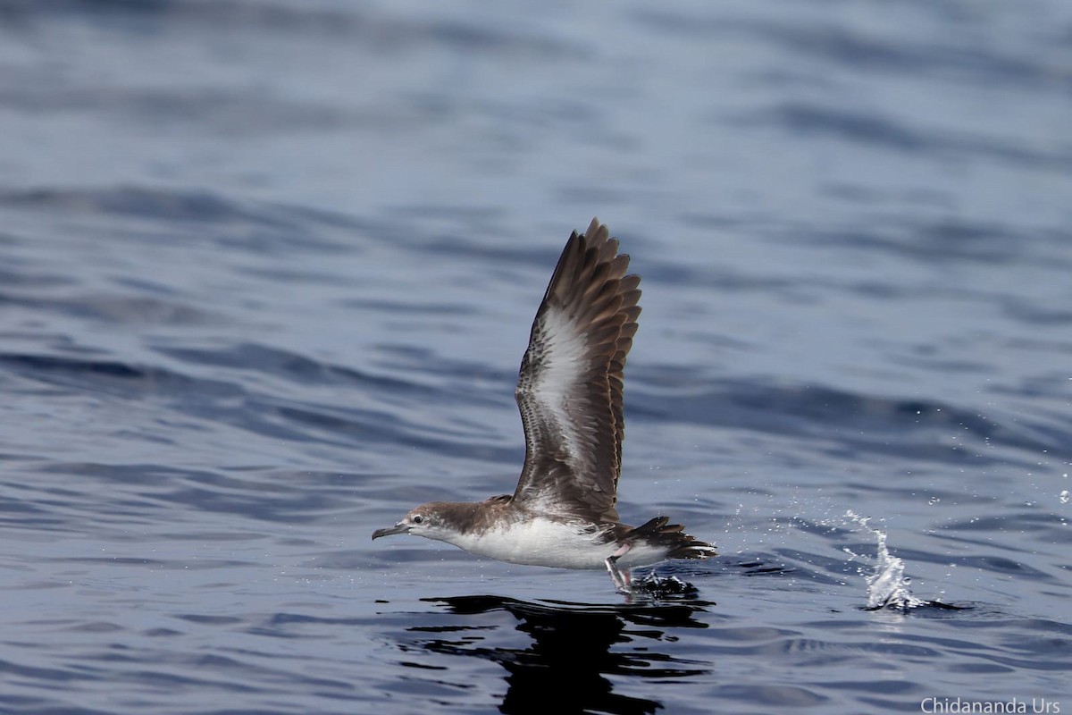 Persian Shearwater - ML532218001