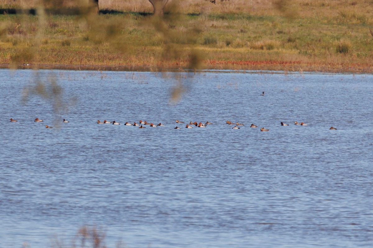 Common Pochard - ML532218961