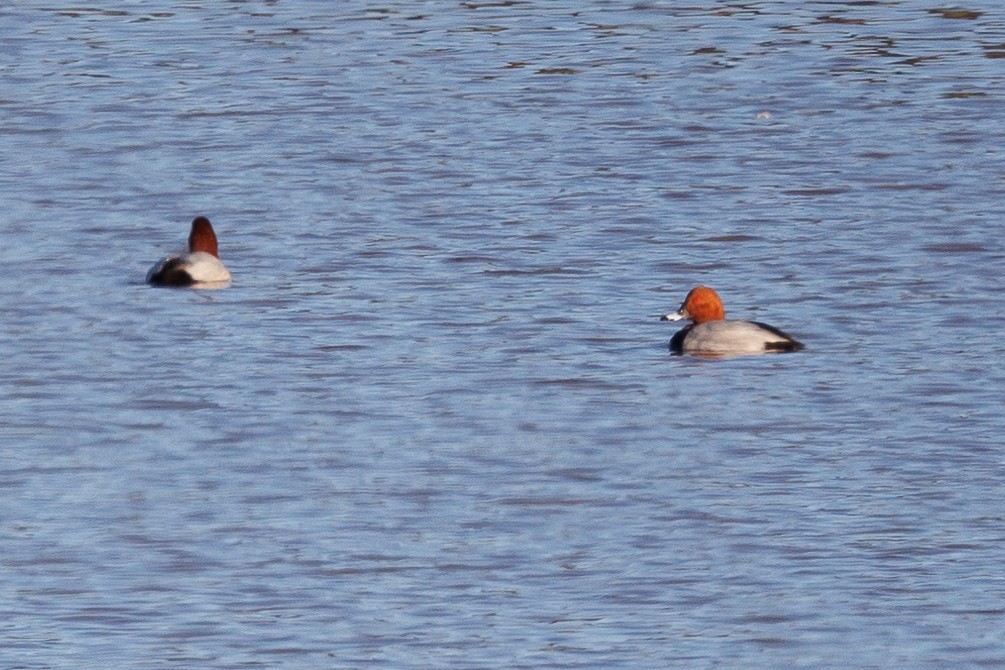 Common Pochard - ML532218971