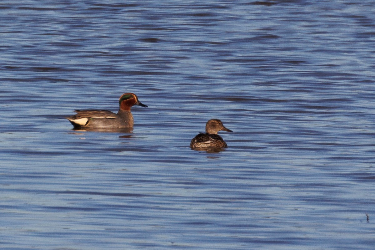 Green-winged Teal - ML532218991