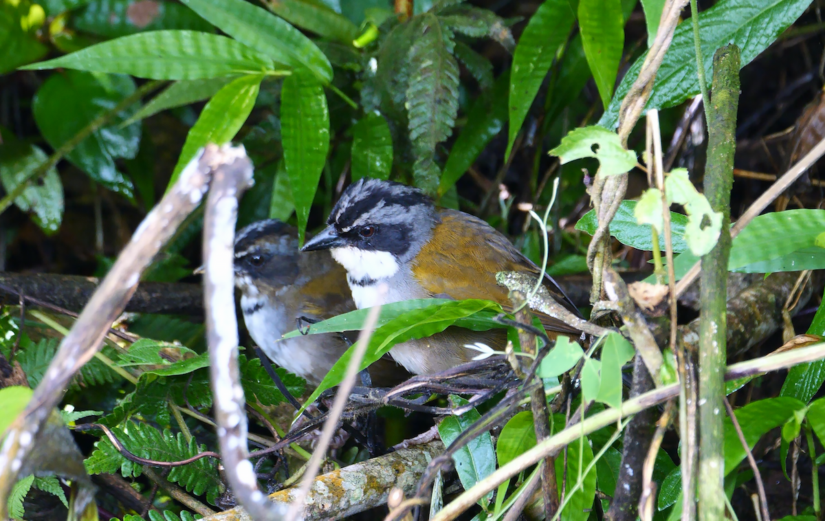 Perija Brushfinch - ML532219501