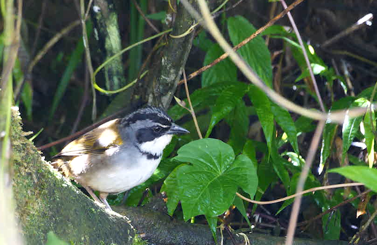 Perija Brushfinch - ML532219521