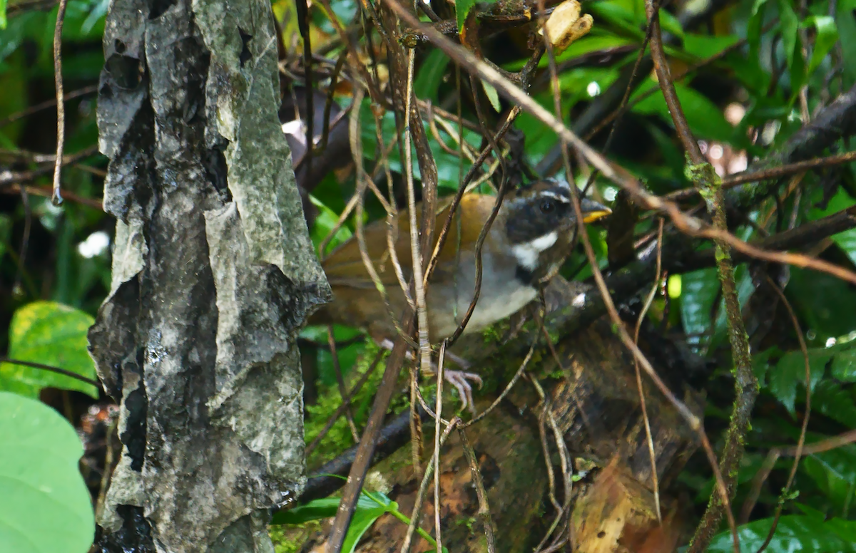 Perija Brushfinch - ML532219541