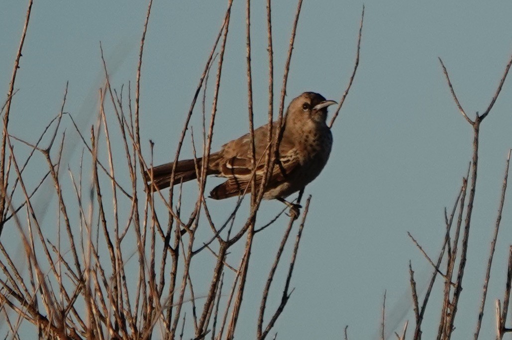 Pied Honeyeater - ML532219991