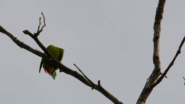 Vernal Hanging-Parrot - ML532220311