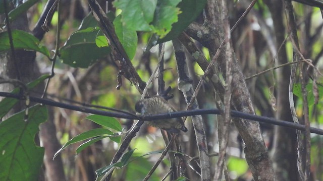 Orinoco Piculet - ML532220941