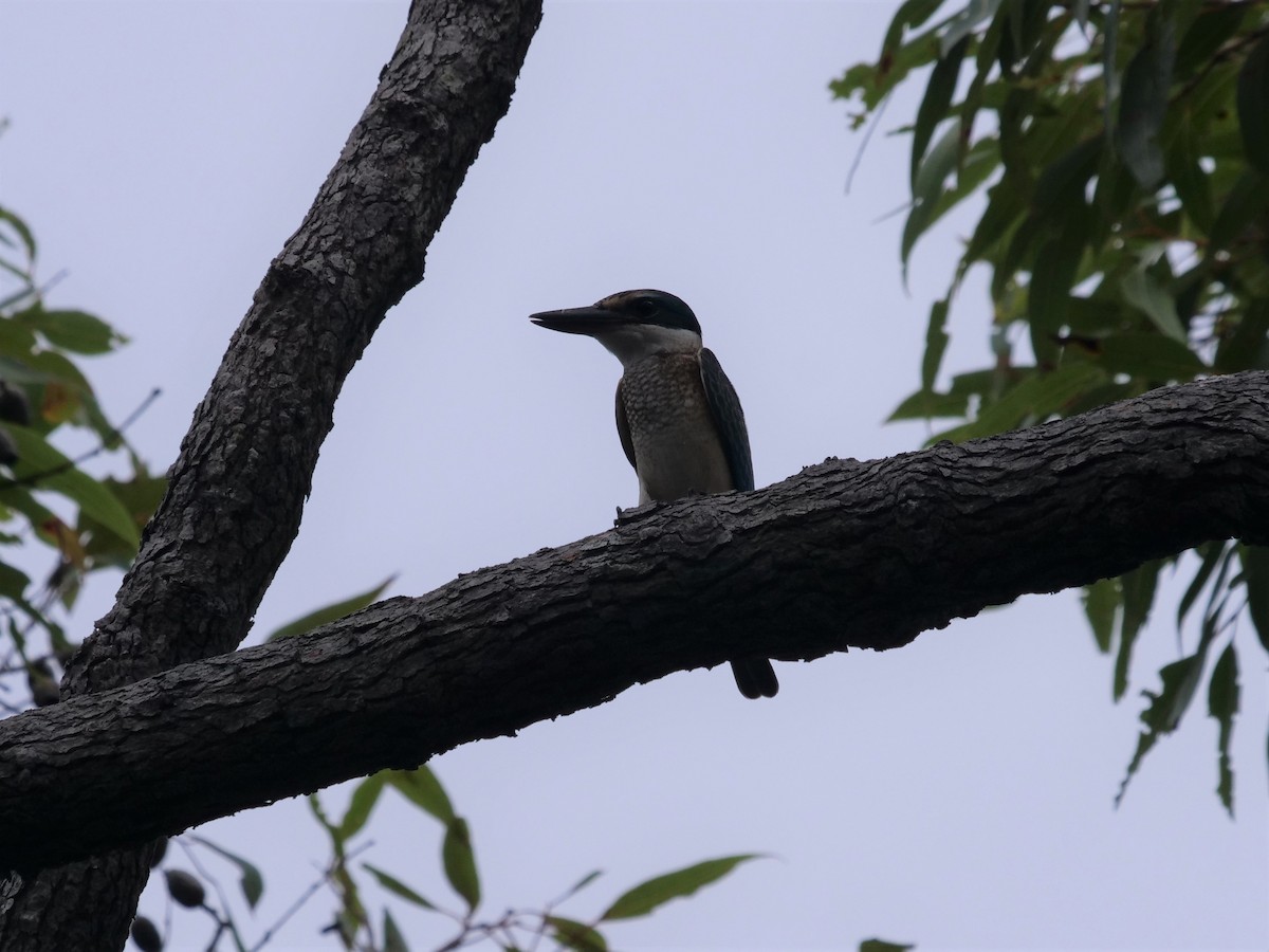 Sacred Kingfisher - ML532221561