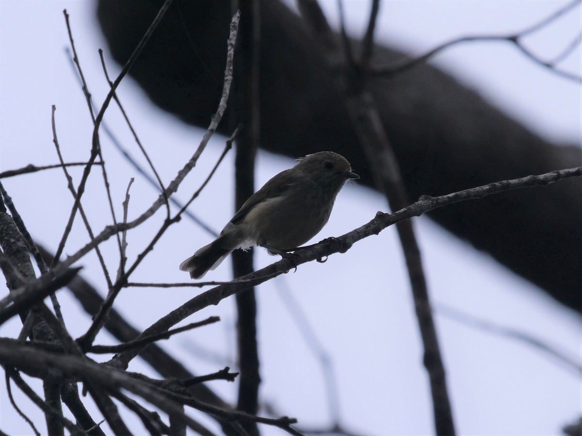 Brown Thornbill - ML532221621