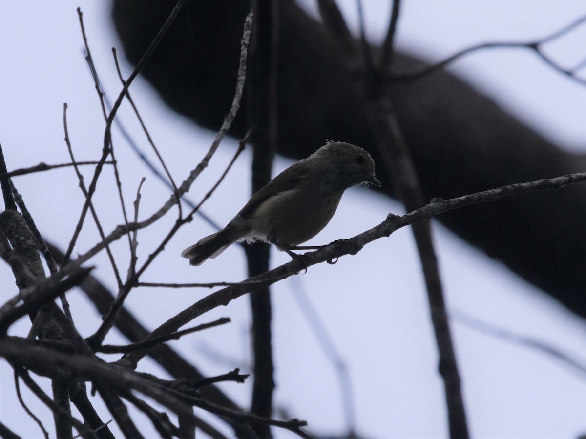 Brown Thornbill - Frank Coman