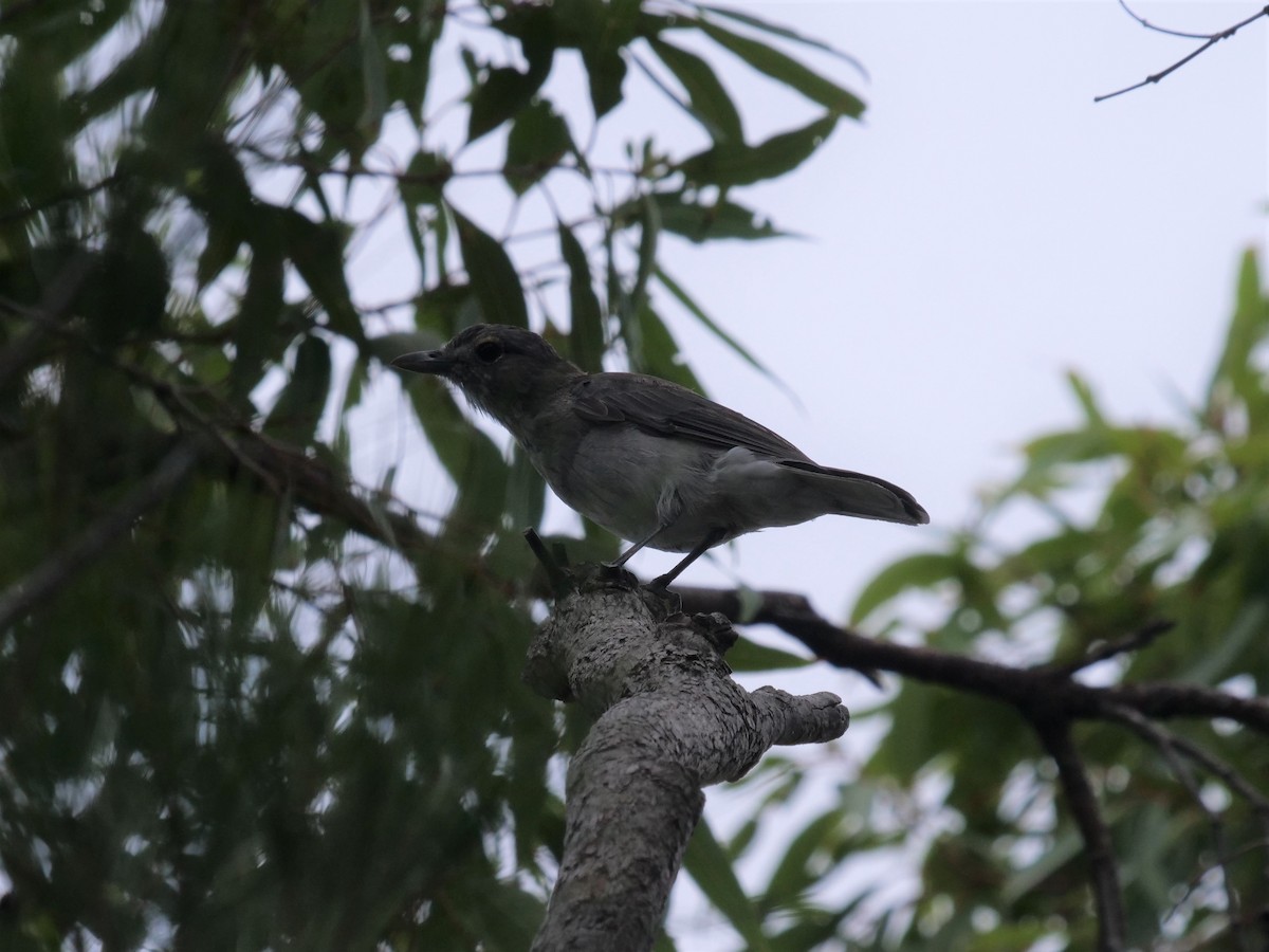 Gray Shrikethrush - Frank Coman