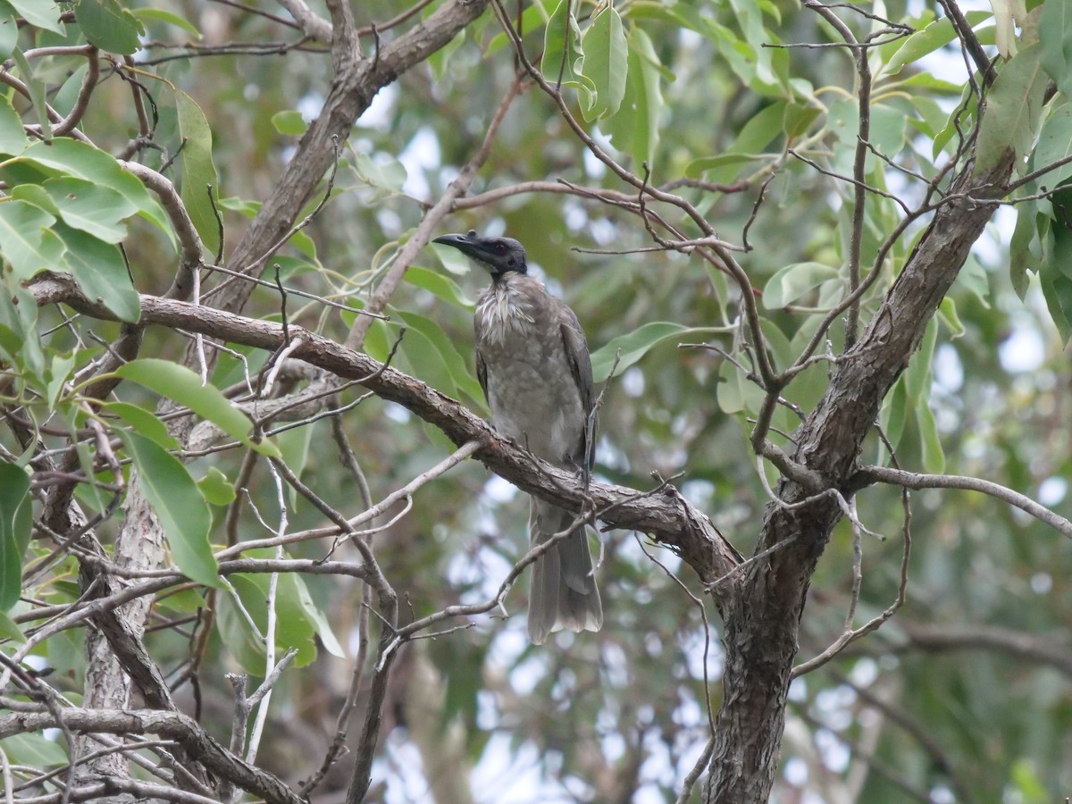 Noisy Friarbird - ML532221701