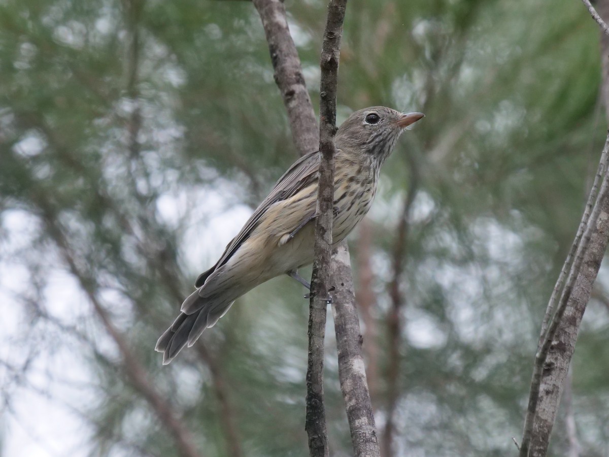 Rufous Whistler - ML532221741