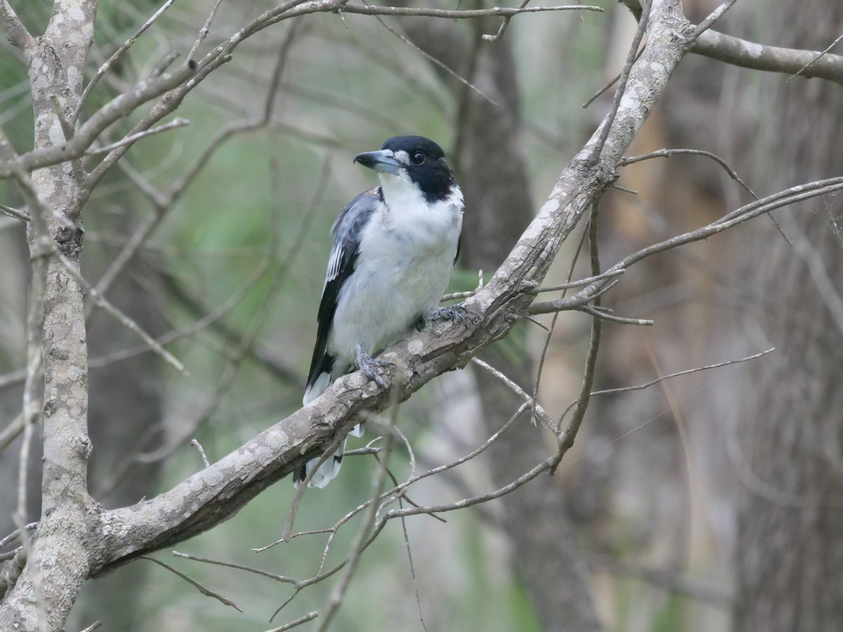 Gray Butcherbird - ML532221801