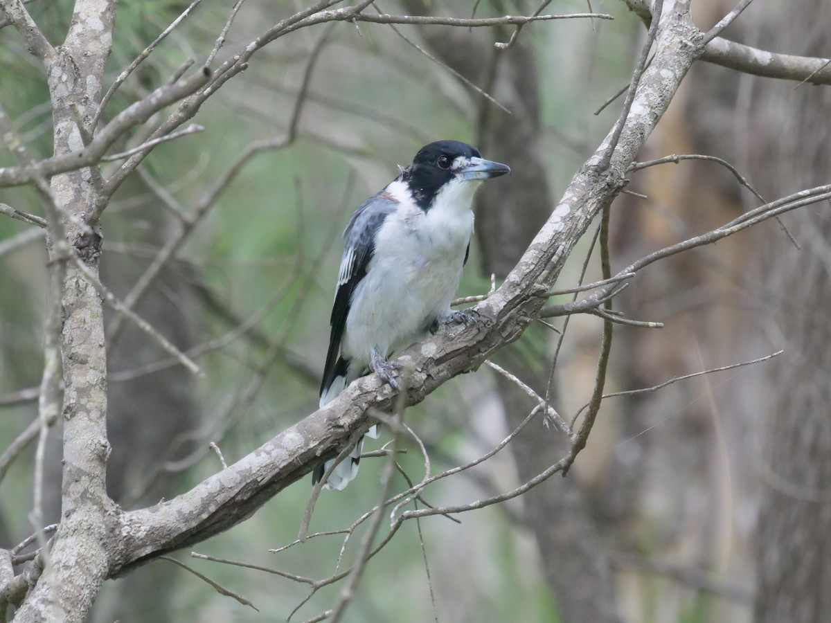 Gray Butcherbird - Frank Coman