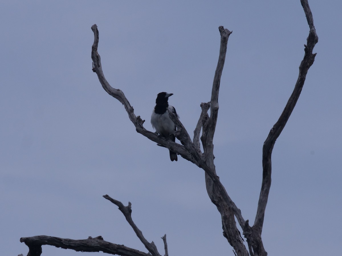 Pied Butcherbird - ML532221851