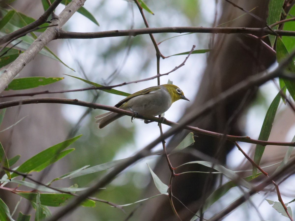 Silvereye - Frank Coman