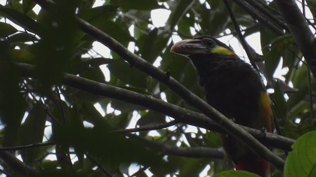 Tawny-tufted Toucanet - ML532222121