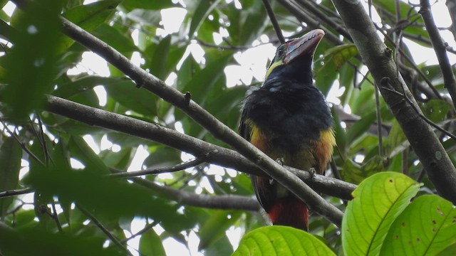 Toucanet de Natterer - ML532223071