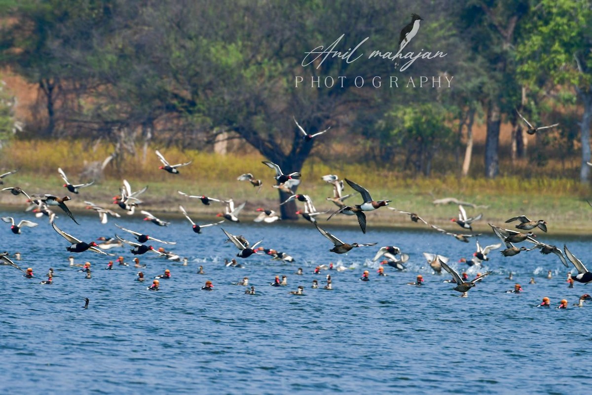 Red-crested Pochard - Anil Mahajan