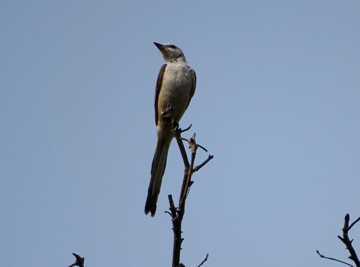 Scissor-tailed Flycatcher - ML53222401