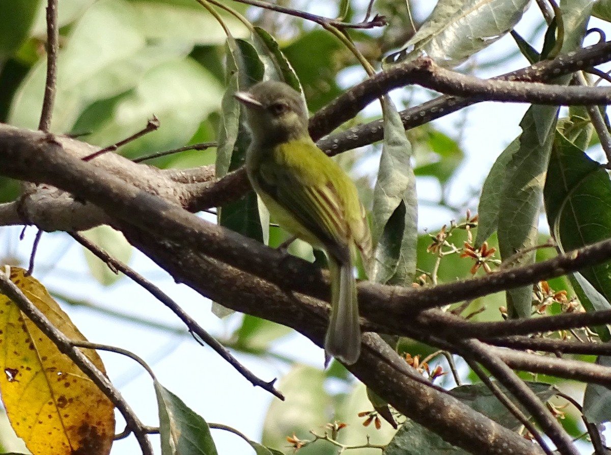 Yellow-olive Flatbill - ML53222501